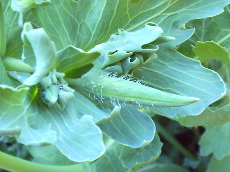 Glaucium flavum - papavero cornuto